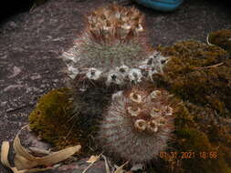 Parodia scopa (Spreng.) N. P. Taylor resmi