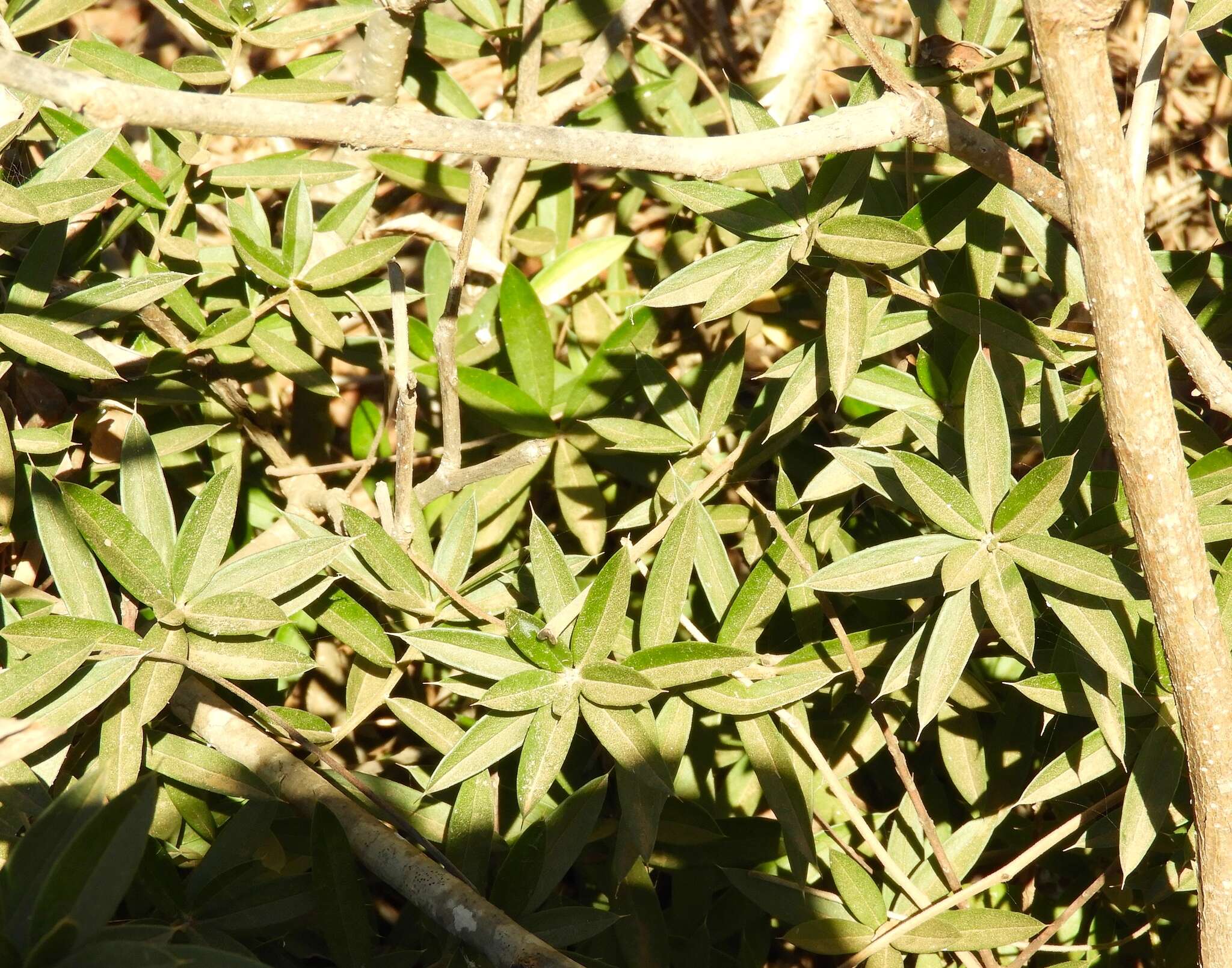 Image of Bonellia macrocarpa subsp. pungens (A. Gray) B. Ståhl & Källersjö