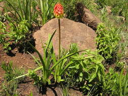 Image of Kniphofia rigidifolia E. A. Bruce