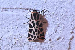 Image of Cymbalophora pudica Esper 1784