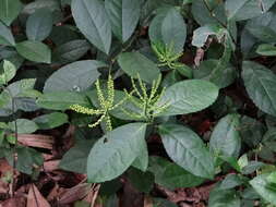Image of Chloranthus
