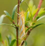 Image of Thudaca obliquella Walker 1864