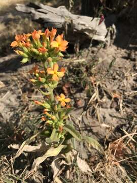 Kalanchoe lanceolata (Forsk.) Persoon resmi