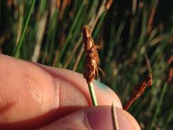 Plancia ëd Eleocharis rostellata (Torr.) Torr.