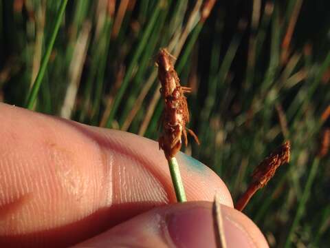 Plancia ëd Eleocharis rostellata (Torr.) Torr.