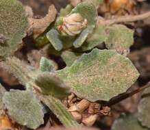 Image of Arctotis rotundifolia Lewin