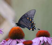 Image of Eastern Tiger Swallowtail