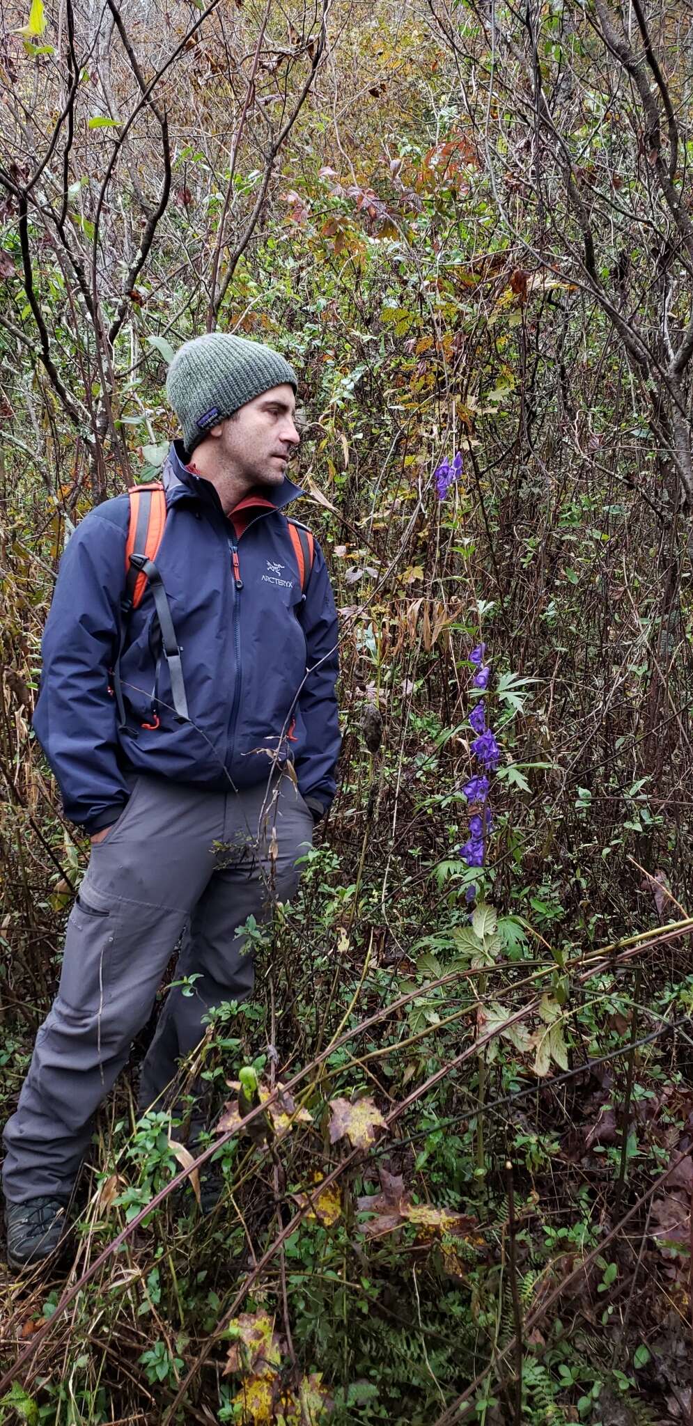 Image of southern blue monkshood