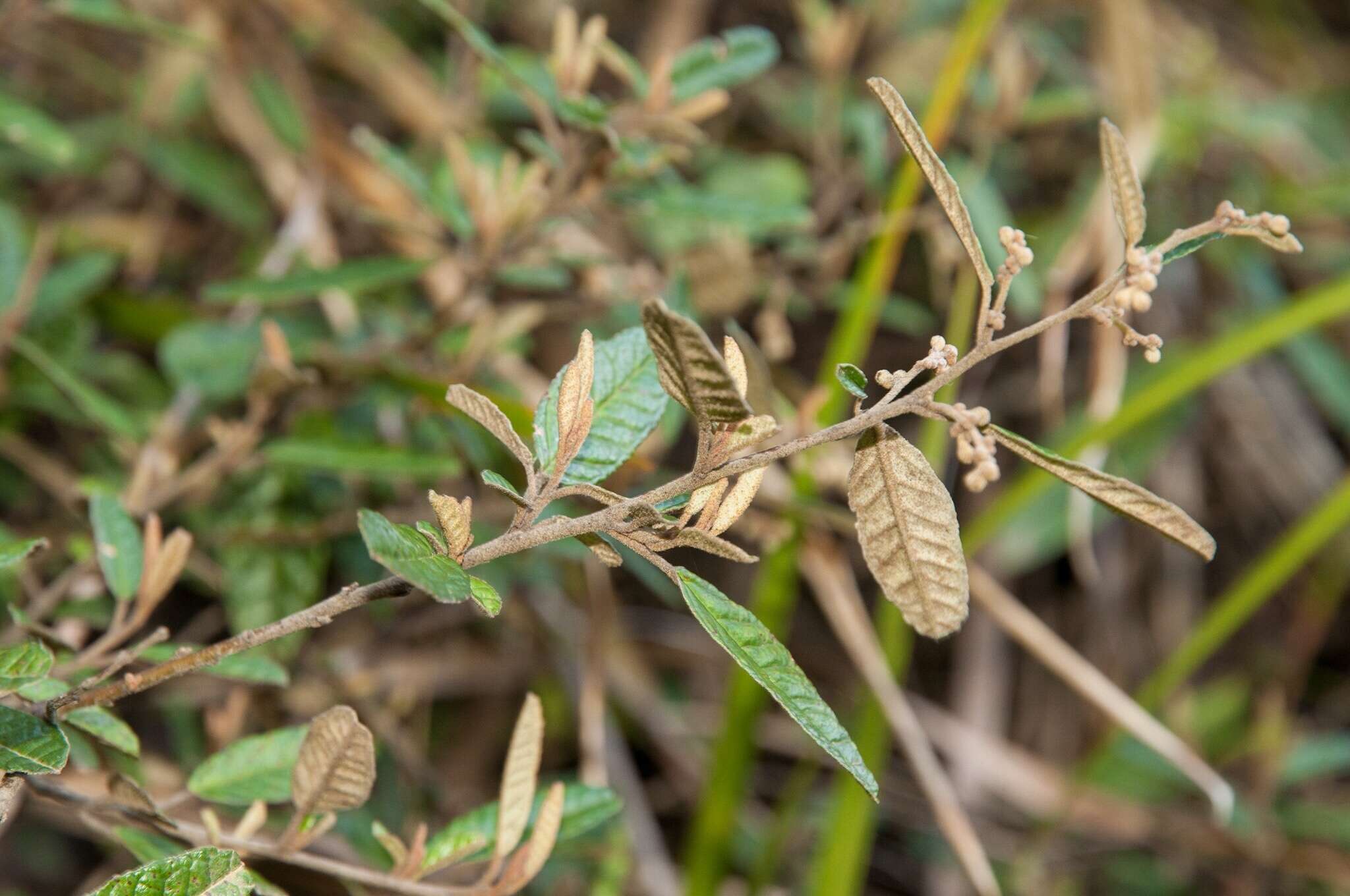 Plancia ëd Pomaderris paniculosa subsp. novaezelandiae (L. B. Moore) N. G. Walsh