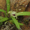 Image of Diodonopsis pygmaea (Kraenzl.) Pridgeon & M. W. Chase