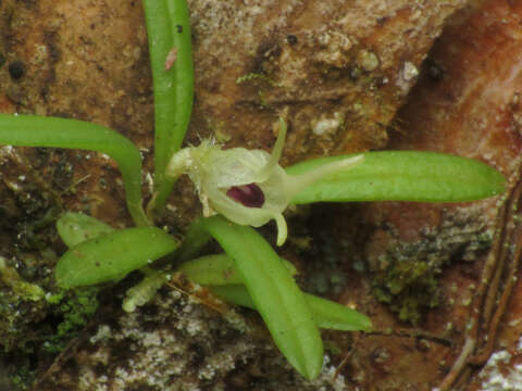 Image of Diodonopsis pygmaea (Kraenzl.) Pridgeon & M. W. Chase