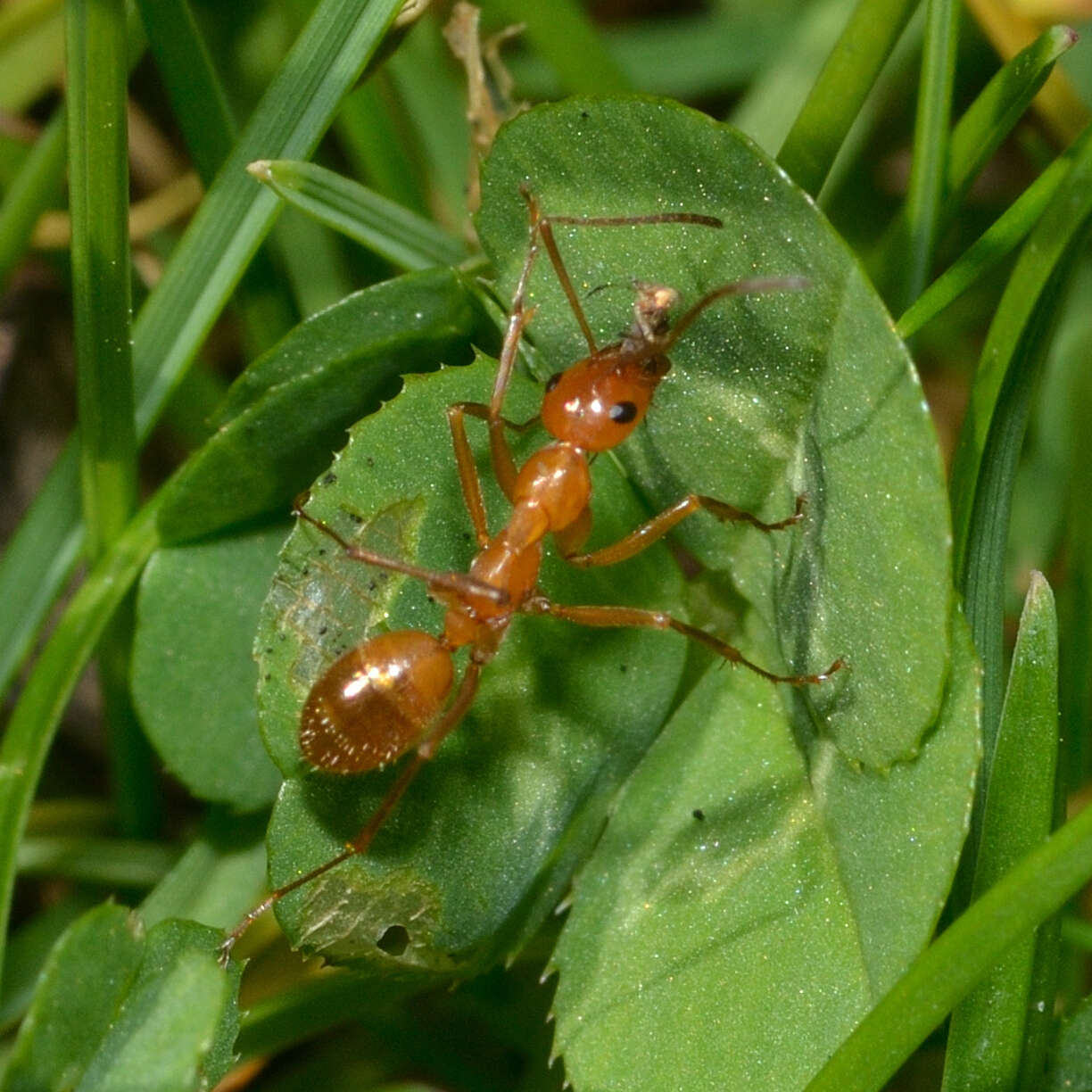 Image of <i>Formica biophilica</i> Trager