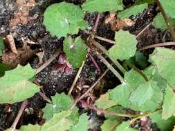 Imagem de Hydrocotyle jacksonii M. Hiroe