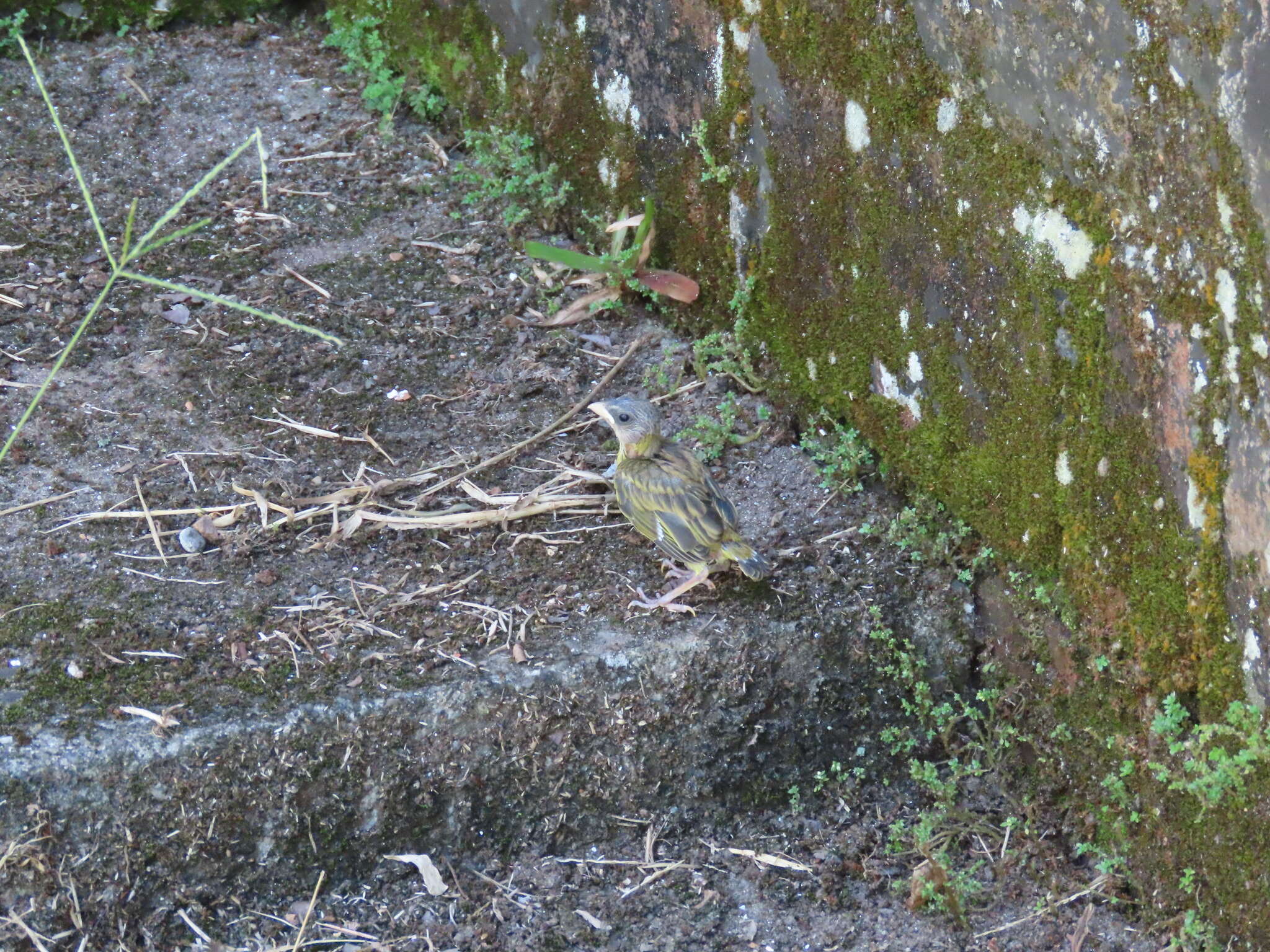 Image of Sicalis flaveola flaveola (Linnaeus 1766)