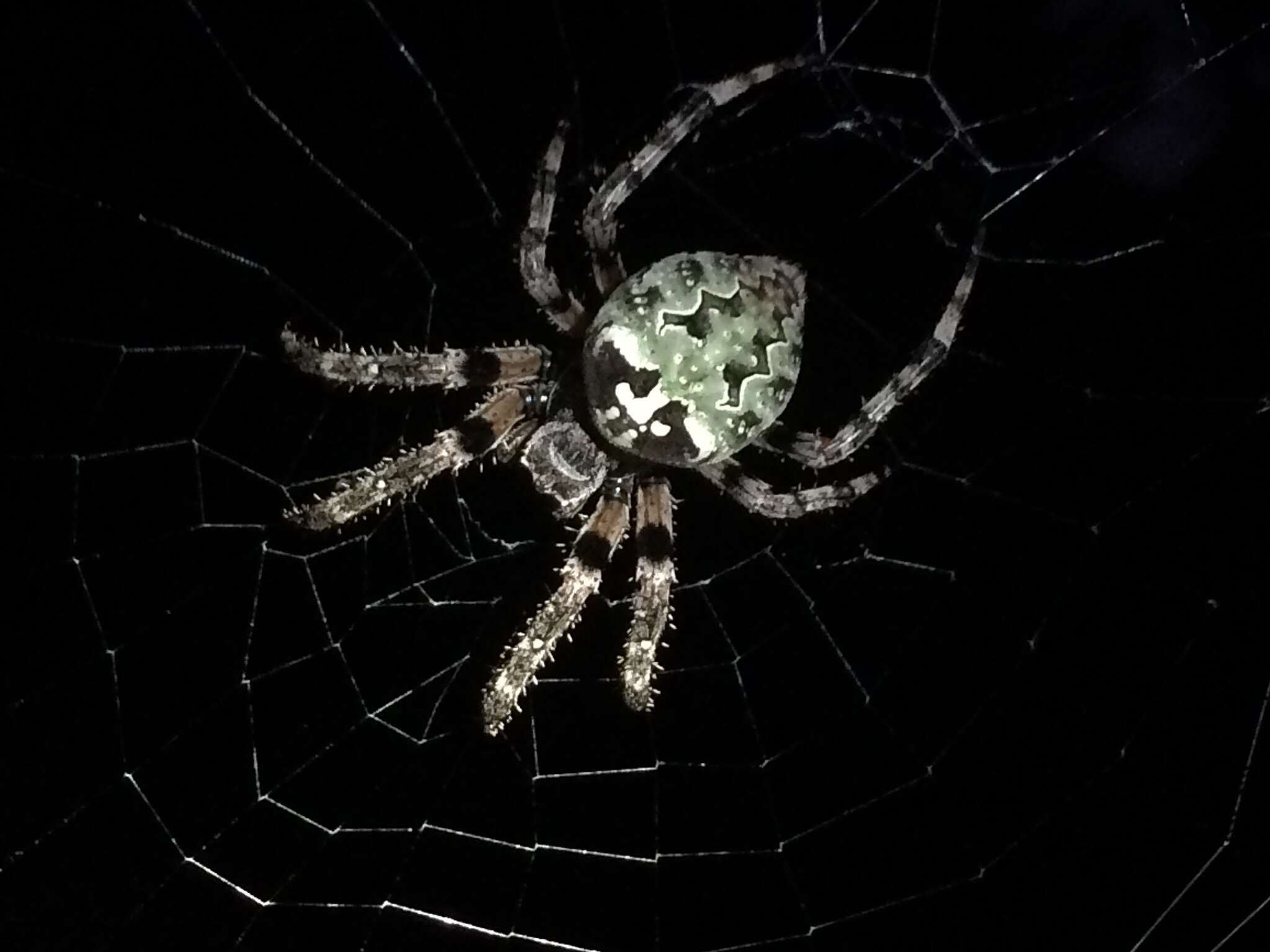 Image of Giant Lichen Orbweaver