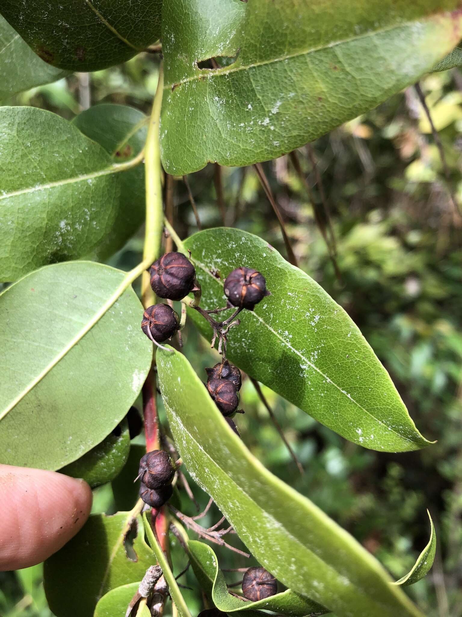 Image of Florida hobblebush