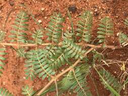 Image of Tribulus pentandrus var. pterophorus (Presl) P. Singh & V. Singh