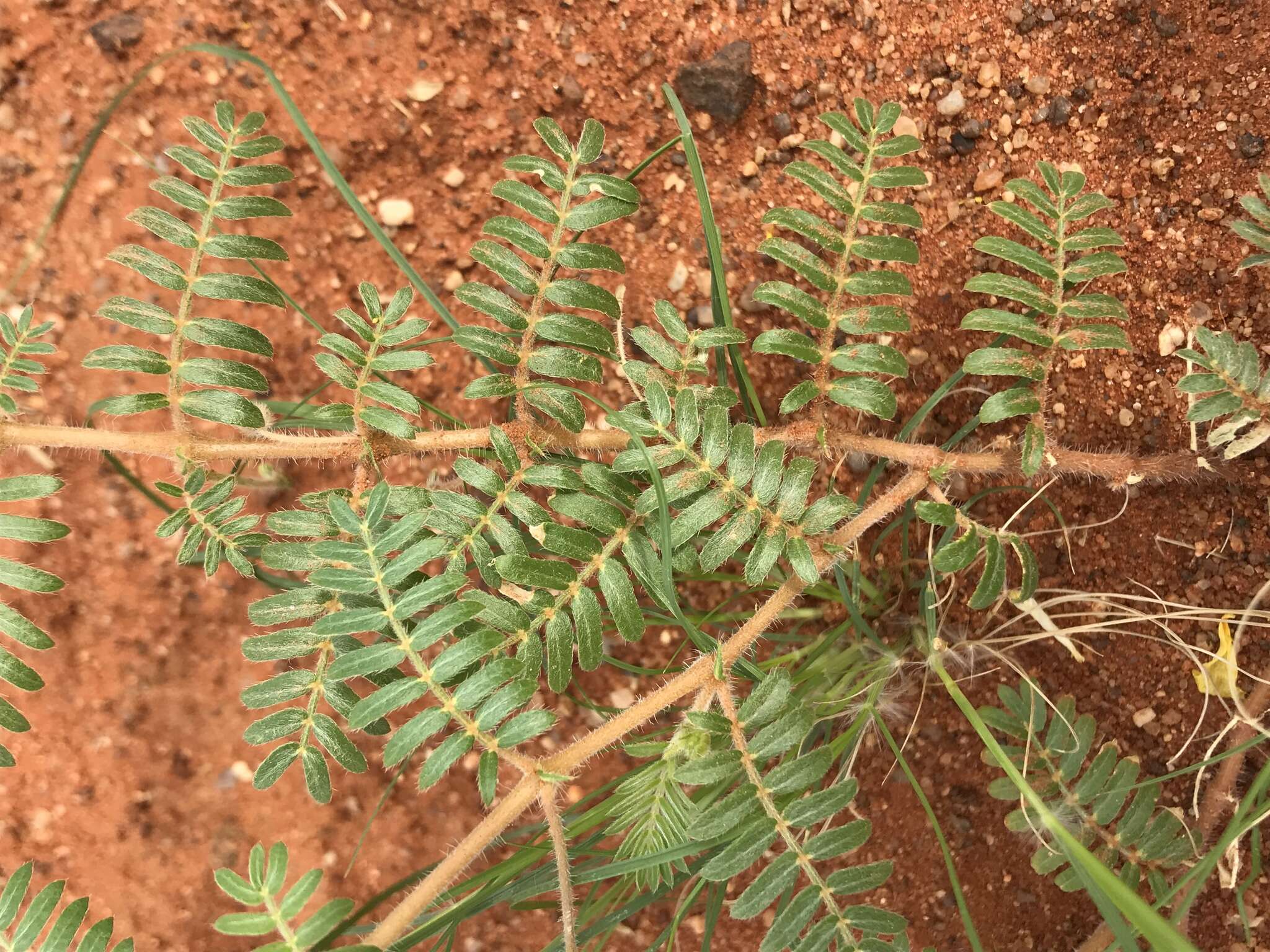 Image of Tribulus pentandrus var. pterophorus (Presl) P. Singh & V. Singh