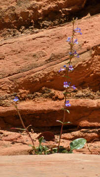 Image of low beardtongue