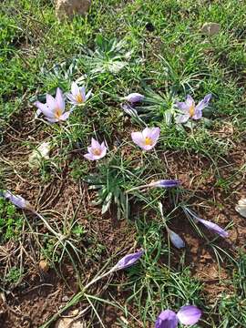 Image de Crocus thomasii Ten.