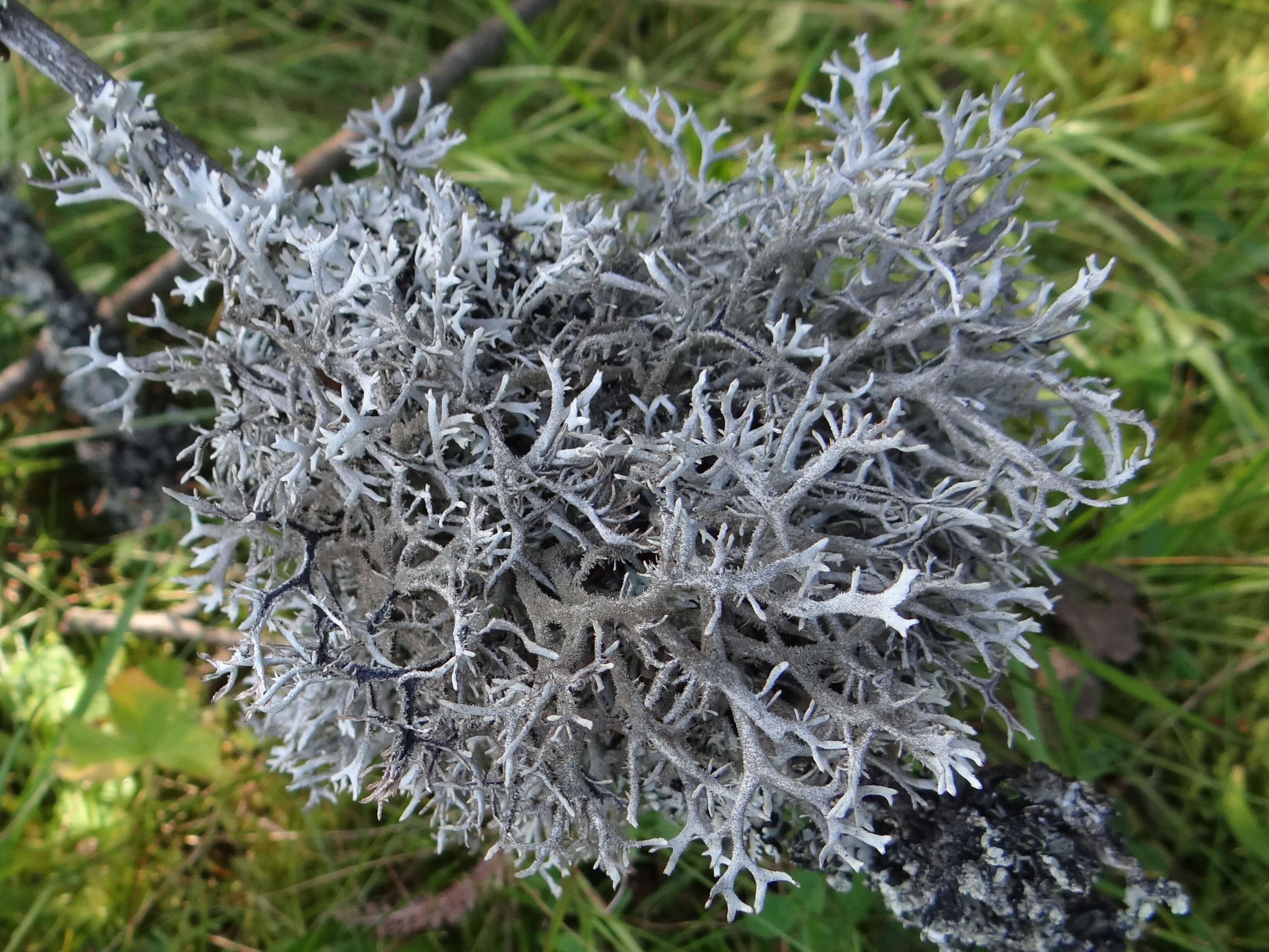 Image of Pseudevernia furfuracea (L.) Zopf