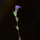 Image of Hygrophila serpyllum (Nees) T. Anderson