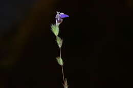 Image of Hygrophila serpyllum (Nees) T. Anderson