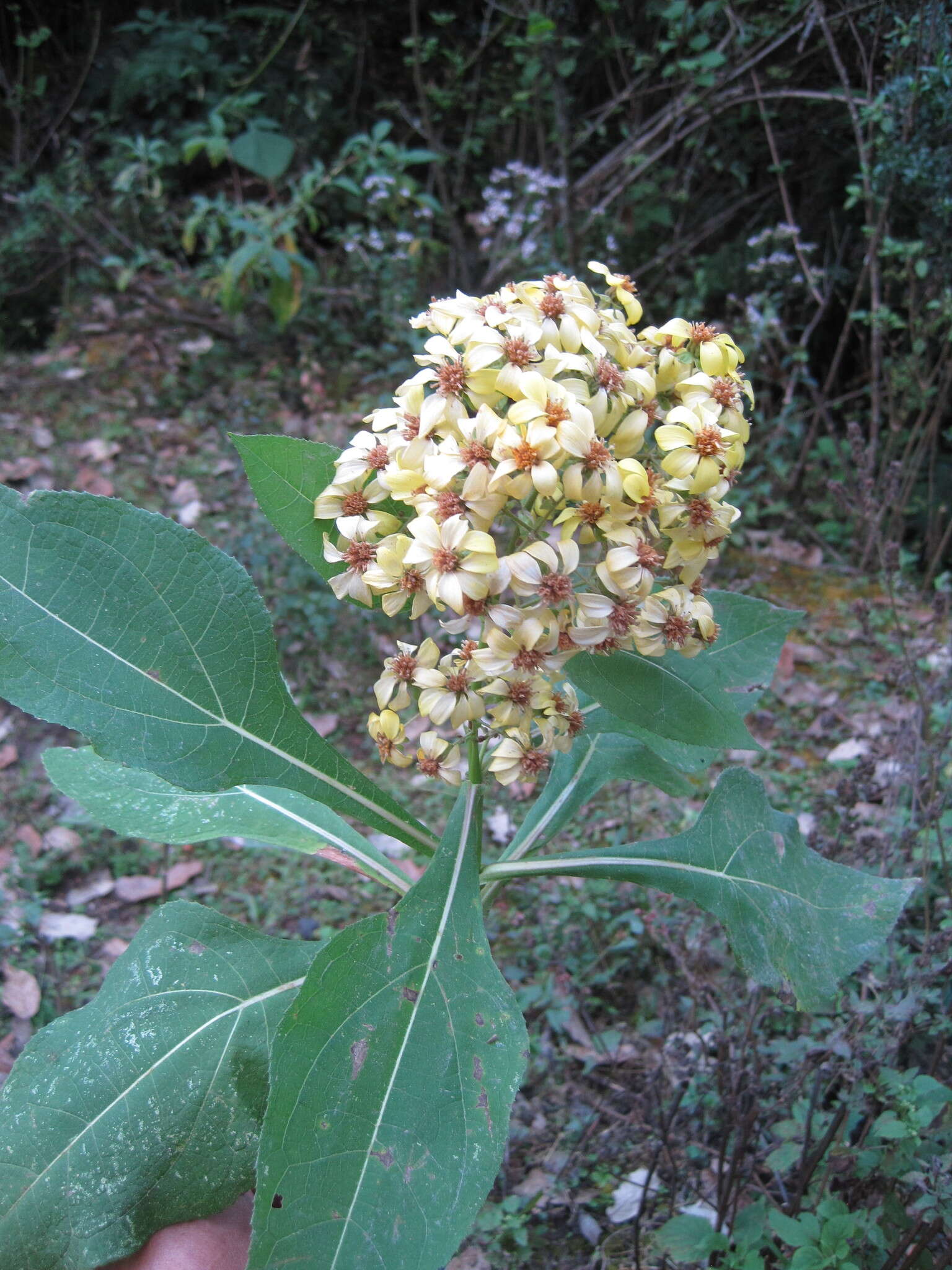 Image of Rumfordia floribunda DC.