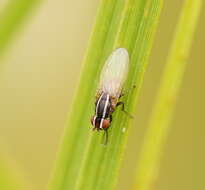 Image of Poecilohetaerus aquilus Schneider 1991