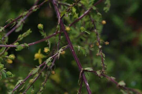 Image of piedmont blacksenna