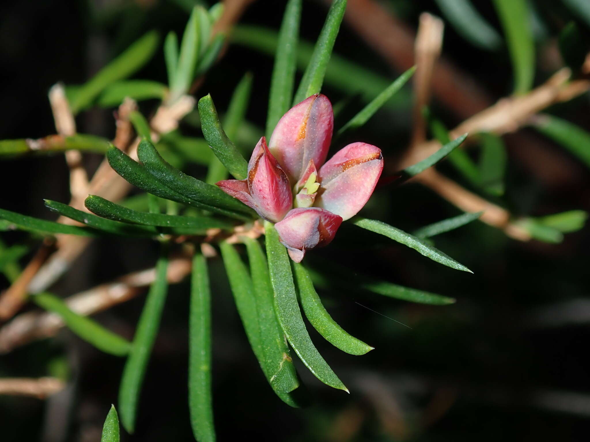 Image of Darwinia procera B. G. Briggs