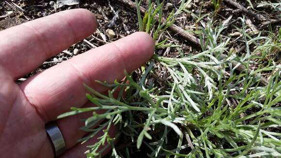 Image of field sagewort