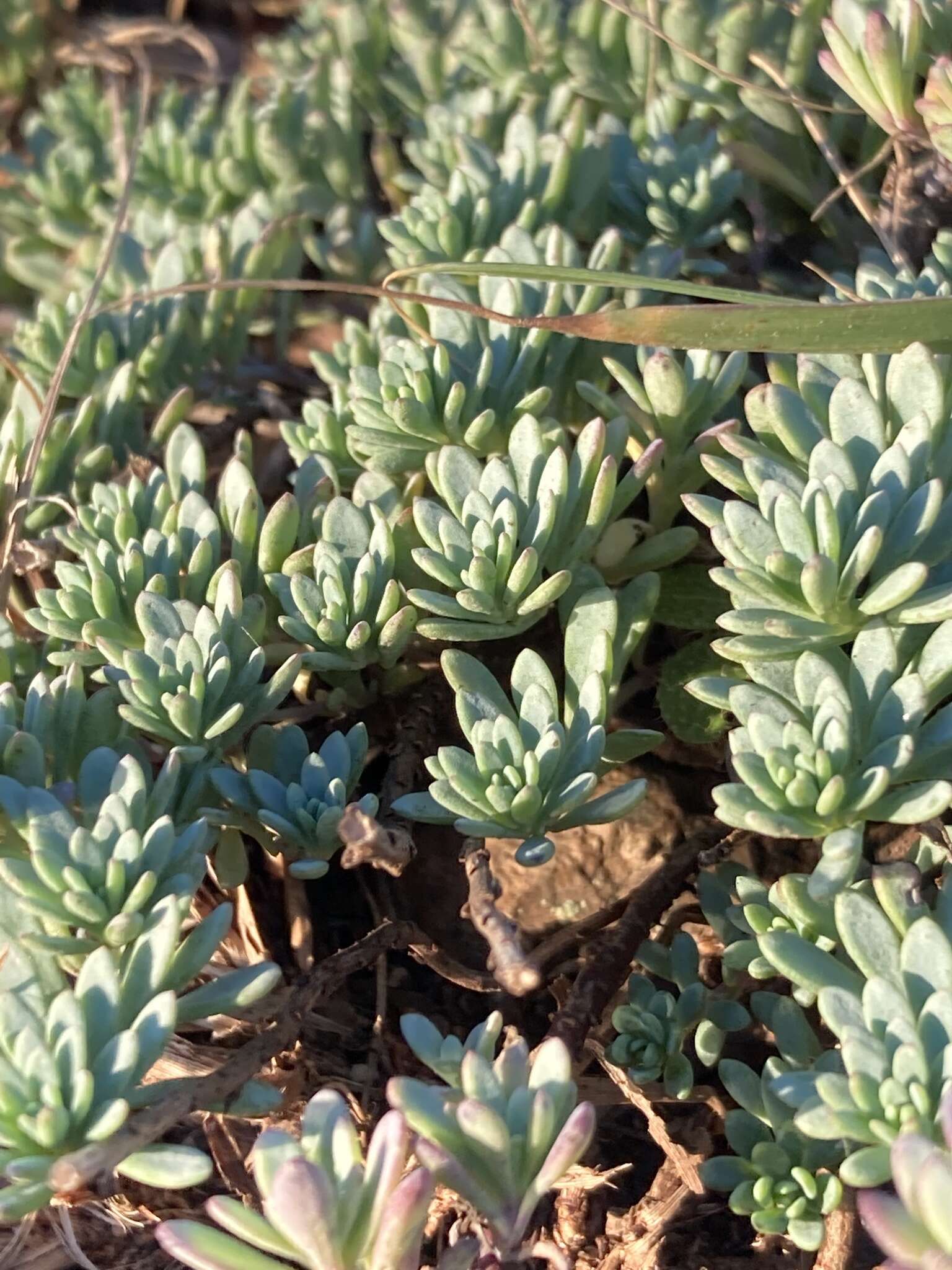 Image of Porophyllum linifolium (Ard.) DC.