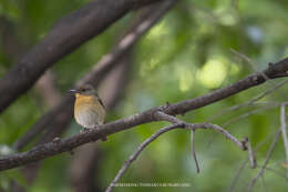 Image of Large Blue Flycatcher