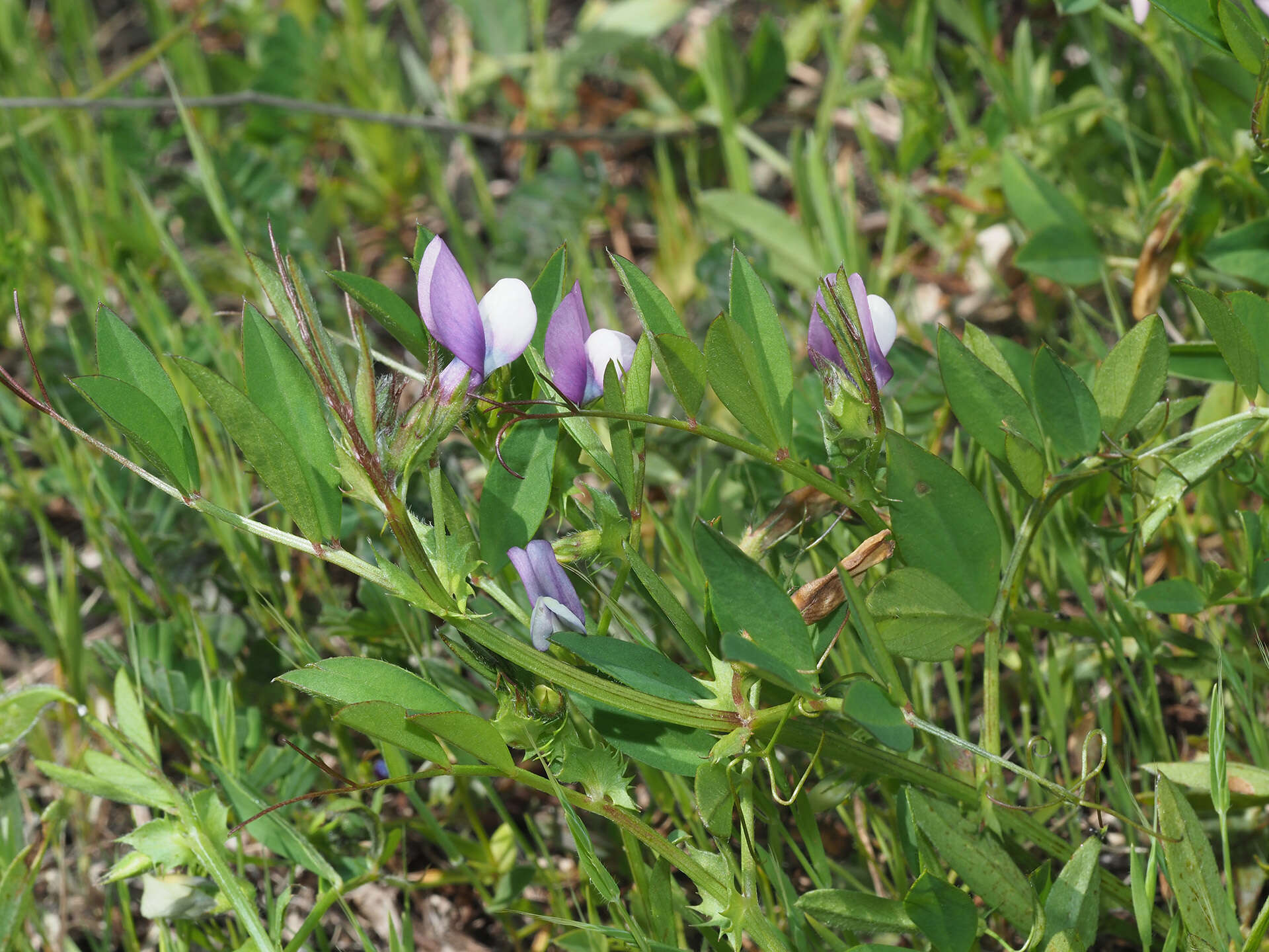 Слика од Vicia bithynica (L.) L.