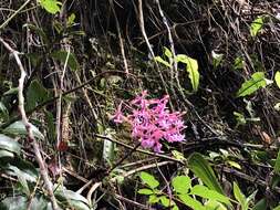 Image of Epidendrum capricornu Kraenzl.