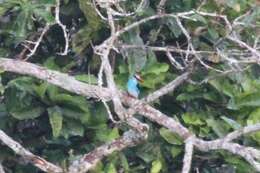 Image of Blue-breasted Kingfisher