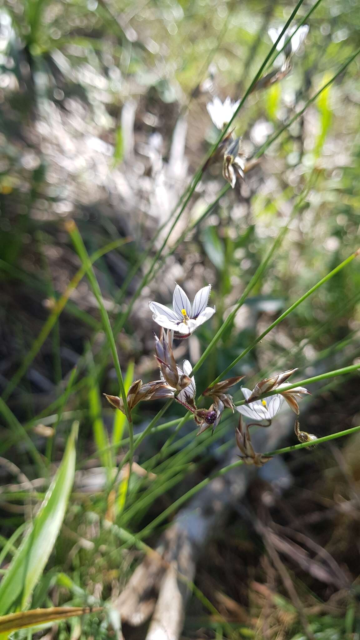 Image of Sisyrinchium scariosum I. M. Johnst.