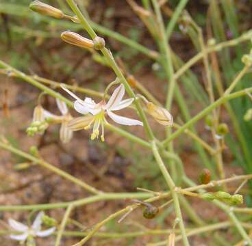 Слика од Trachyandra bulbinifolia (Dinter) Oberm.