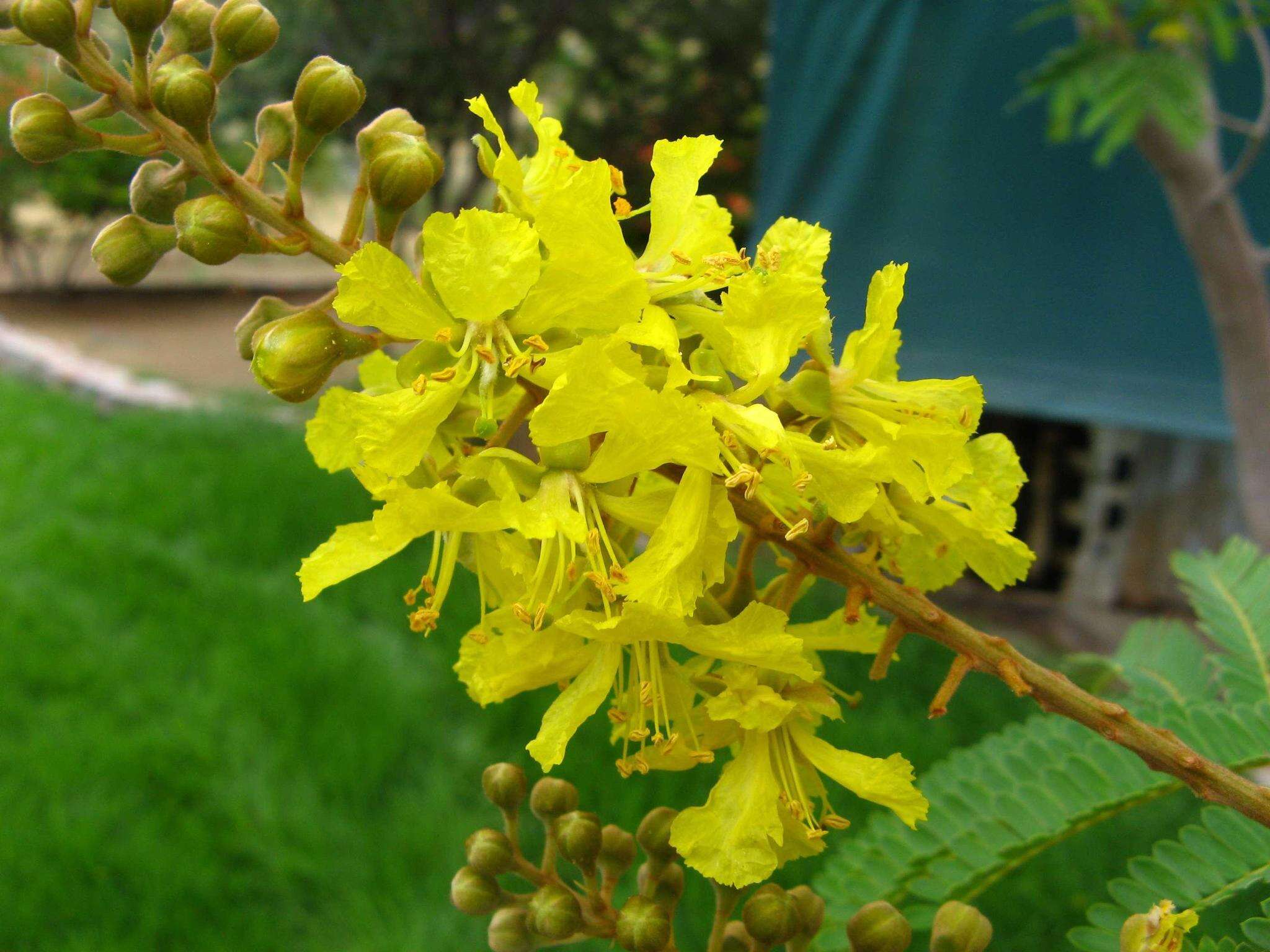 Image of African weeping-wattle