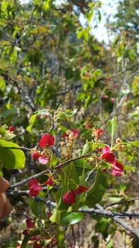 Image of Wimmeria persicifolia Radlk.