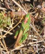 Image of Australian plague locust