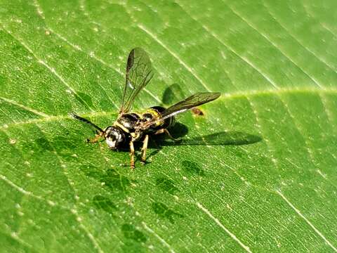 صورة Argogorytes nigrifrons (F. Smith 1856)