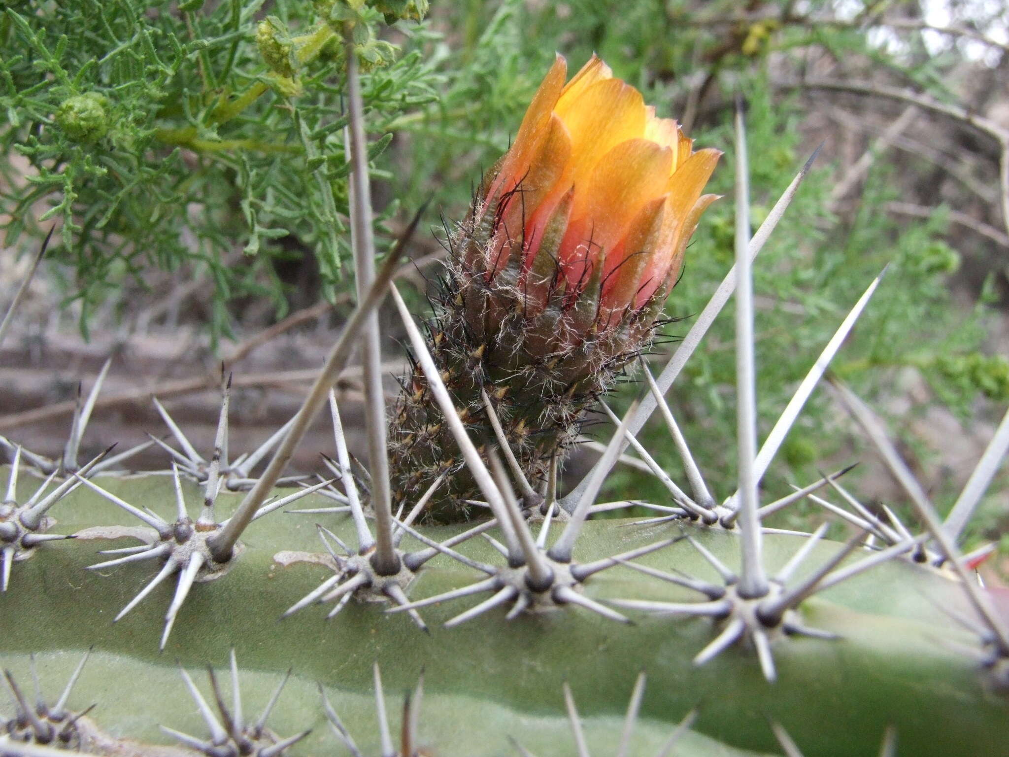 Corryocactus aureus (F. A. C. Weber) Hutchison resmi