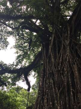 Ficus prolixa Forst. fil.的圖片