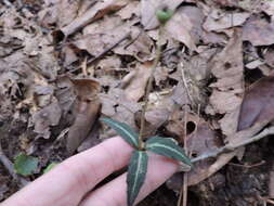 Image of striped prince's pine