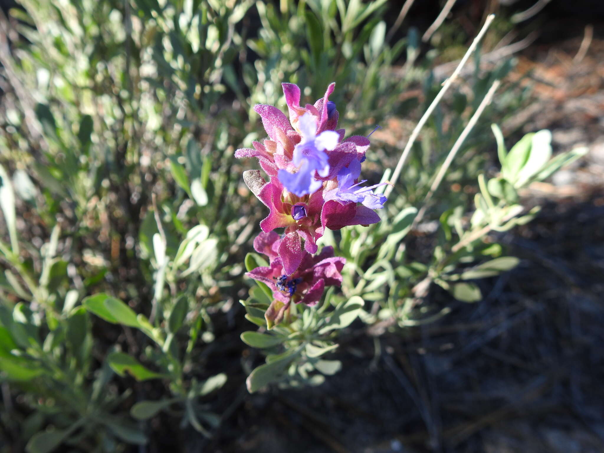 Sivun Salvia pachyphylla subsp. meridionalis R. M. Taylor kuva