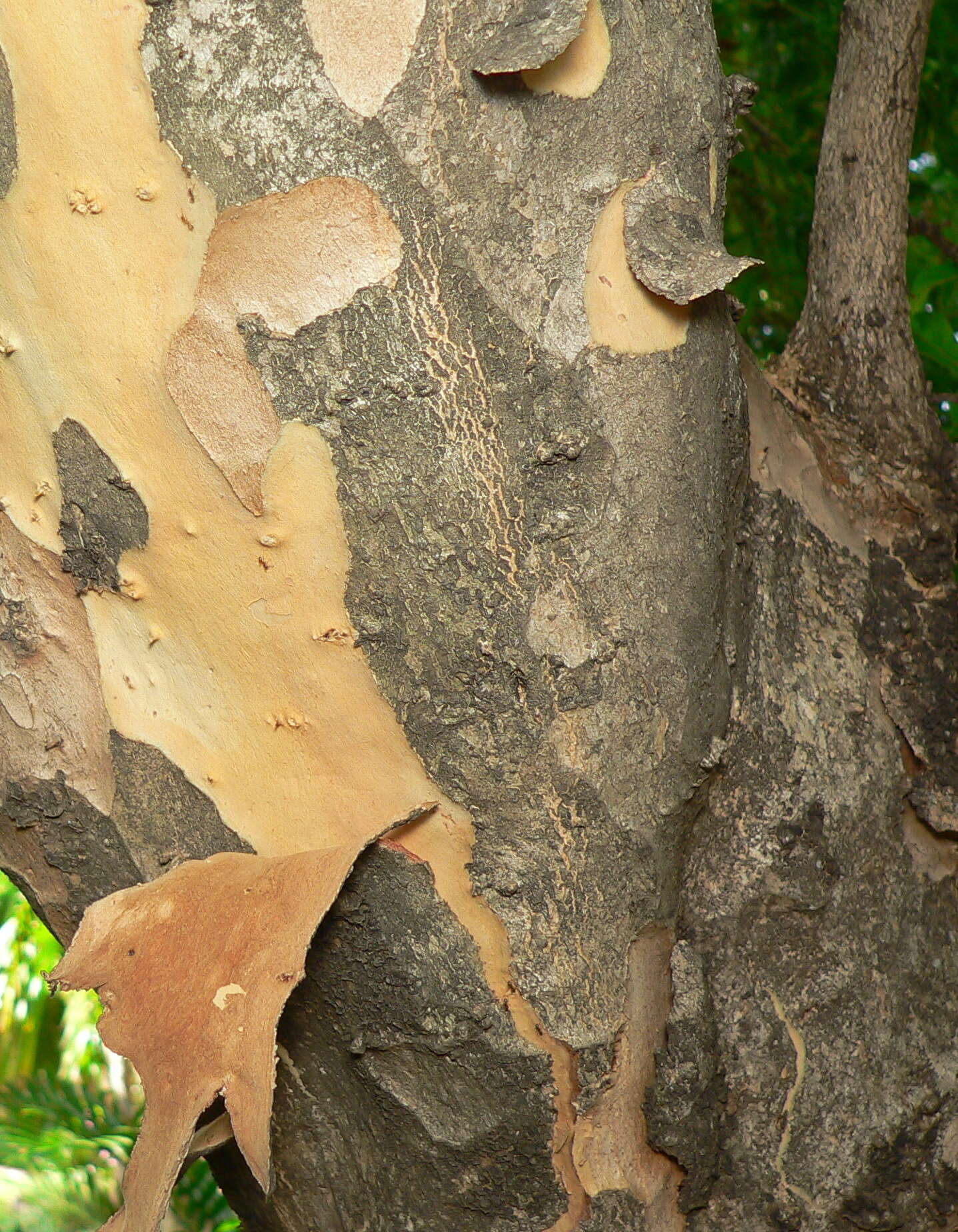 Image of Lavender tree