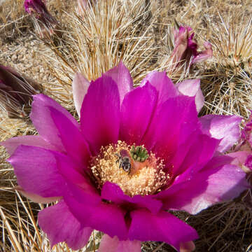 Image of Engelmann's hedgehog cactus