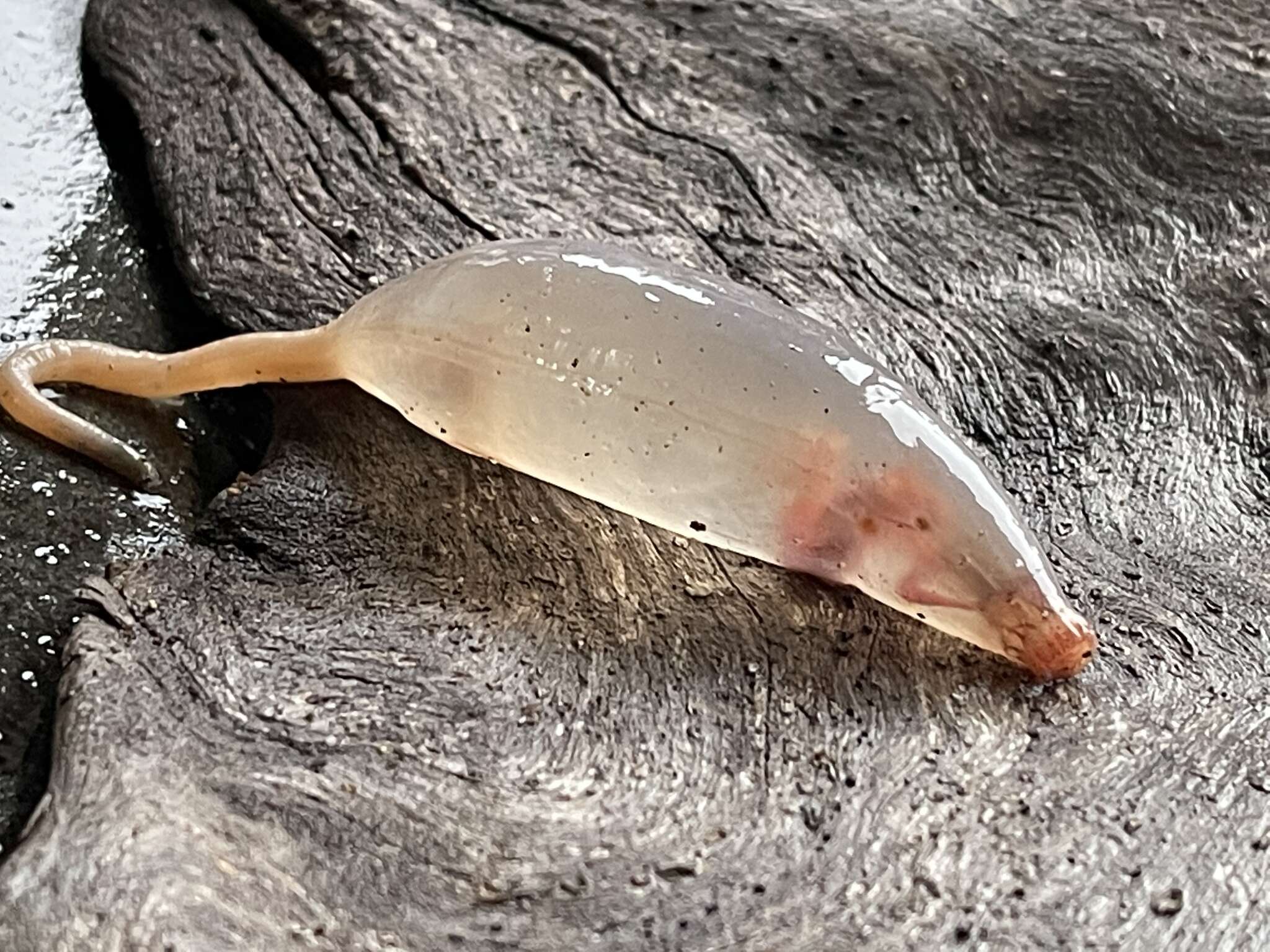 Image of rat-tailed fusiform sea cucumber